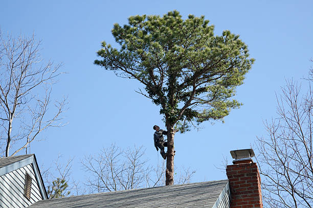 Reliable Leesport, PA Tree Removal Services Solutions